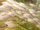 Grasses and weeds