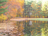 pond reflections