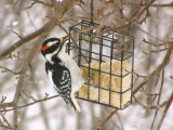 downy woodpecker