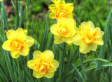 bright sunshiny flowers