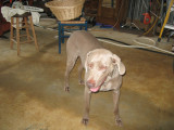 THIS IS HANNAH JANE, DAUGHTER OF LADY SADIE  BE SURE TO GO TO NEXT PAGE TO SEE PUPS AS THEY GROW