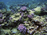 Snorkeling