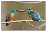 Kingfisher -Alcedo atthis - IJsvogel