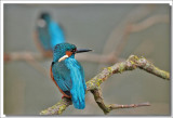 Kingfisher -Alcedo atthis - IJsvogel