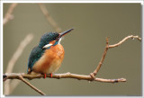 Kingfisher -Alcedo atthis - IJsvogel