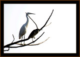 113-Little-Egret-and-Pond-heron-1.jpg