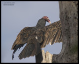 VULTURES