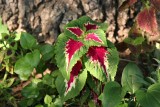 Colorful Coleus