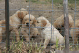 Golden Retriever Puppies