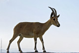 Yael - Nubian Ibex (Yale)
