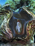 Erotic Oyster