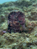 Mediterranean Sea-Horse