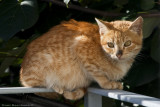 New Kitten on my porch