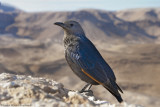 Tristrams starling - Female