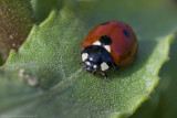 Coccinella septempunctata