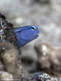 Blenny, Red Sea.