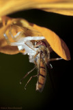Crab spider  (Thomisus citrinellus‬) consuming a Hoverfly (Episyrphus balteatus)