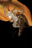 Crab spider  (Thomisus citrinellus‬) consuming a Hoverfly (Episyrphus balteatus)