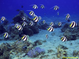 False Moorish idol