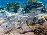 Arabian monocle bream -  Scolopsis ghanam