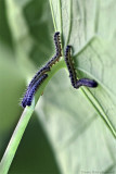 Caterpillars of the Cabbage White (Pieris brassicae)