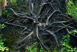 IMG_4833 copy.jpg