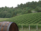 Vineyards at the Ascension Winery