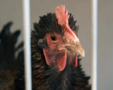 Prisoner number 4103