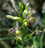 Pterostylis, a native orchid