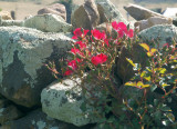 Roses in a drystone wall