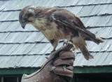 Peregrine Falcon