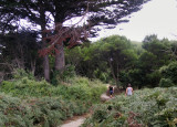 Walking track on The Nut