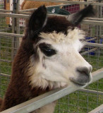 Curious alpaca