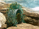 #11: Watering Forms