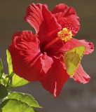 yellow butterfly and red hibiscus.jpg