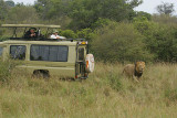Close Encounter with a Black Mane Lion.jpg
