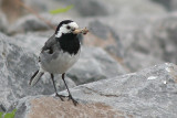 Motacilla alba <br>White wagtail <br>Witte kwikstaart