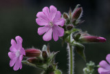 Silene dioica <br>Dagkoekoeksbloem