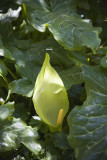 Arum Italicum Italiaanse aronskelk