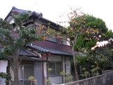 Typical home in Nara, and a persimmon tree - they LOVE persimmons there, I have no idea why.