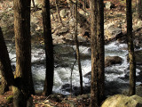 river-and-tree-2.jpg