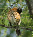 American Robin