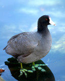 .lake Eola Orlando