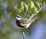 Yellow Rumped Warbler