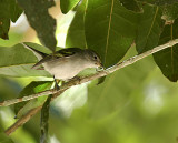 Vireo. Tikal Guatemala