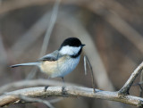 black capped chickadee