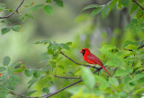 northern Cardinal