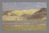 Mustard Canyon