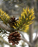 Petite branche / Little branch