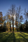 Arbres HDR / HDR Trees